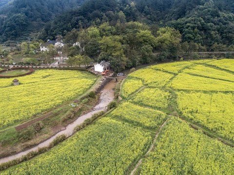 油菜花田