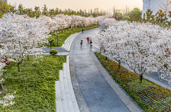 櫻花公園