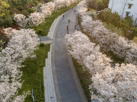 櫻花公園
