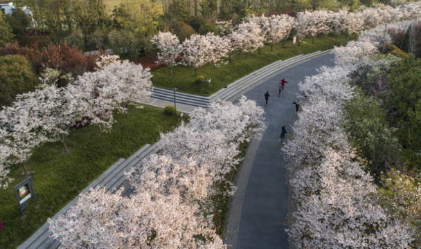 國際友城公園櫻花