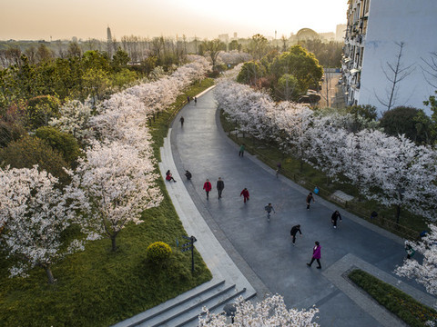 櫻花公園