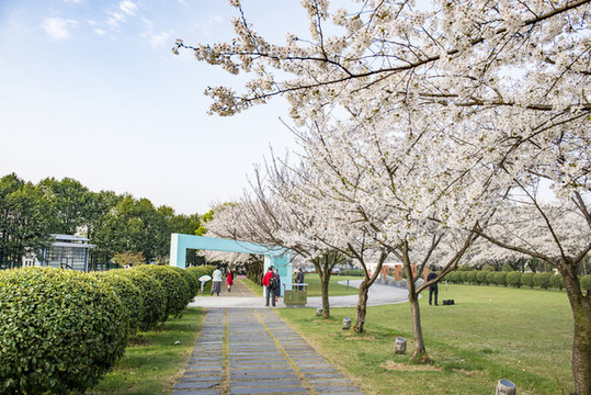 櫻花公園