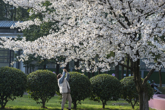 櫻花公園