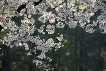 櫻花