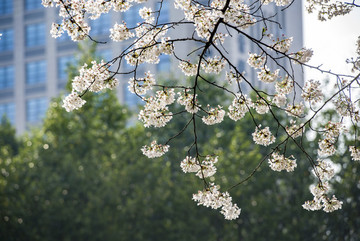 櫻花