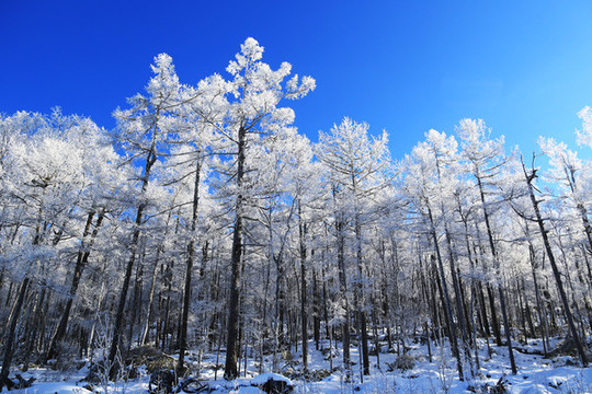 雪域樹林霧凇