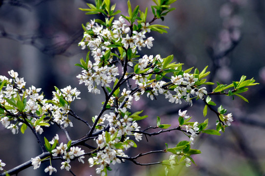李子花