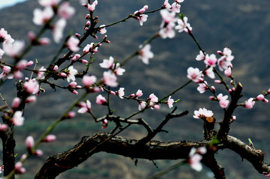 桃花