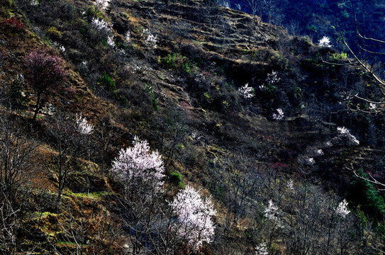 田野桃花