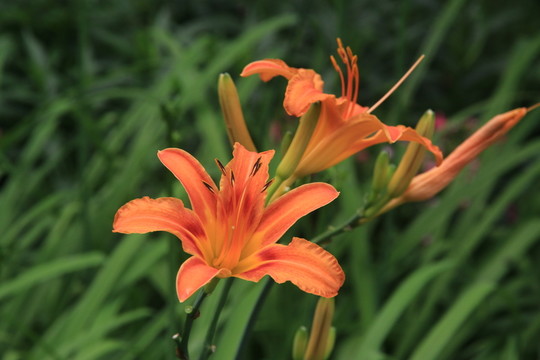 黃花菜