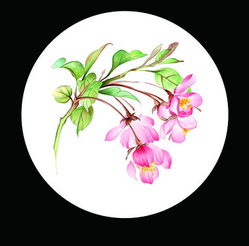海棠花