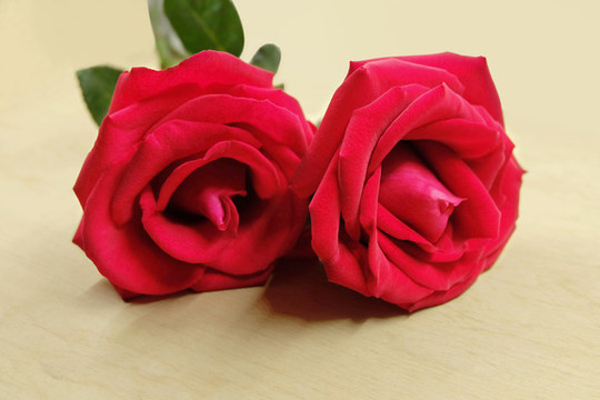 玫瑰花