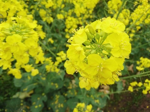 油菜花