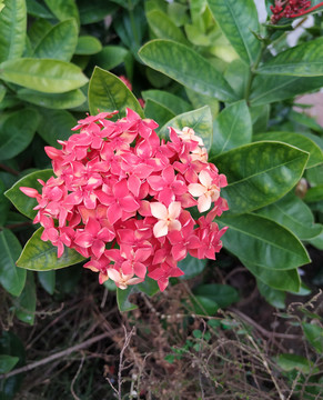 繡球花