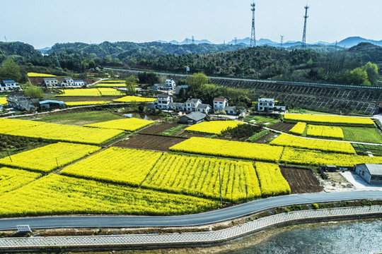 油菜花航拍