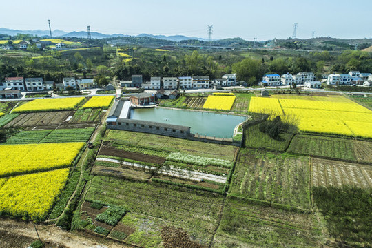 油菜花航拍