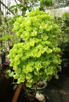 瓊花