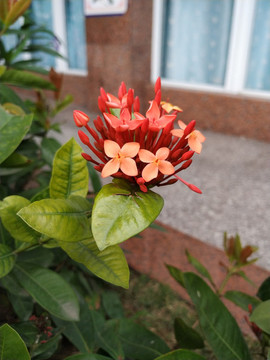 龍船花