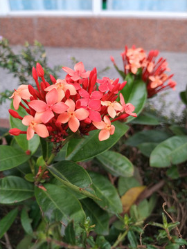 龍船花