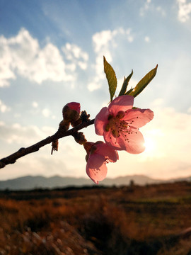 桃花