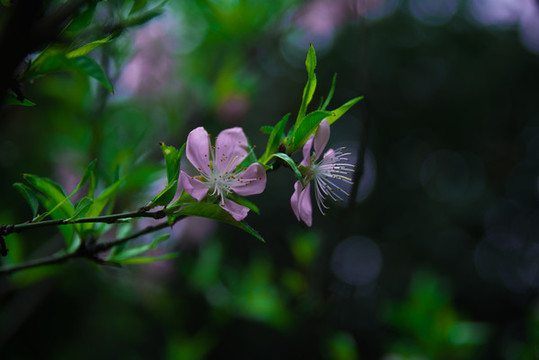 桃花