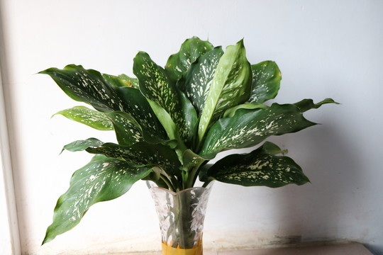盆景藝術(shù)廣東萬(wàn)年青