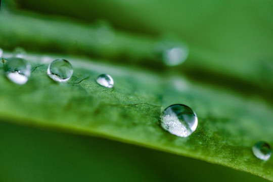 綠葉與露水