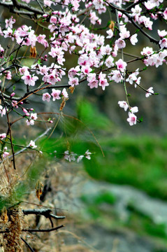 田園桃花