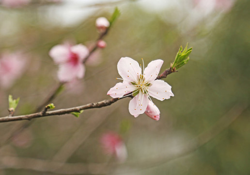桃花