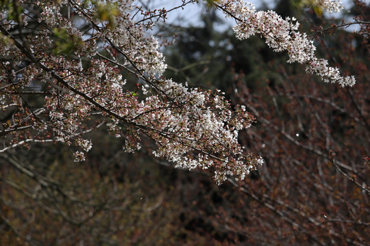 春暖花開