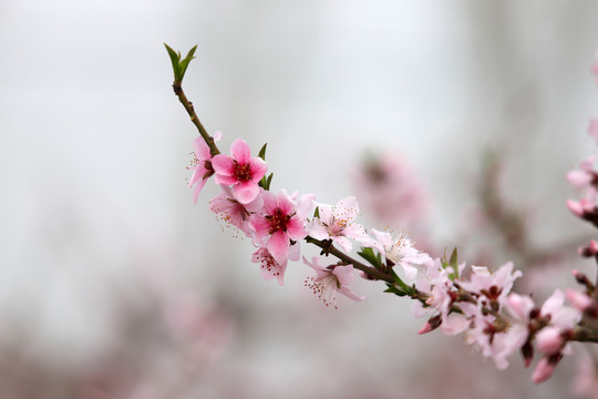 桃花