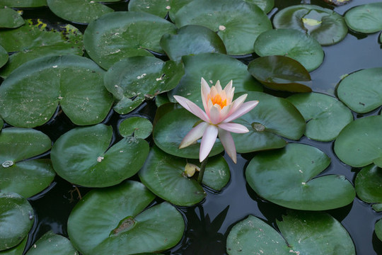 水中蓮花