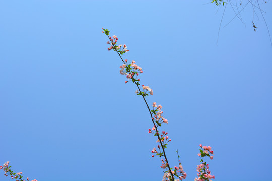 垂絲海棠