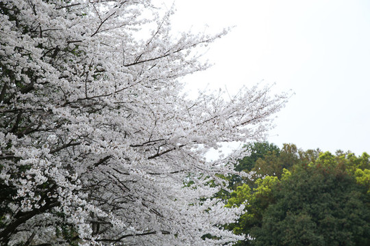 櫻花