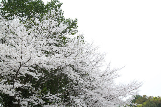 櫻花