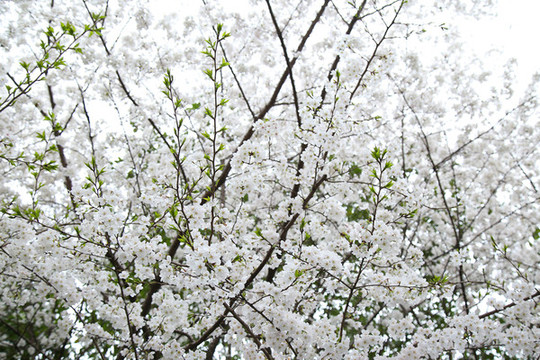 櫻花背景素材