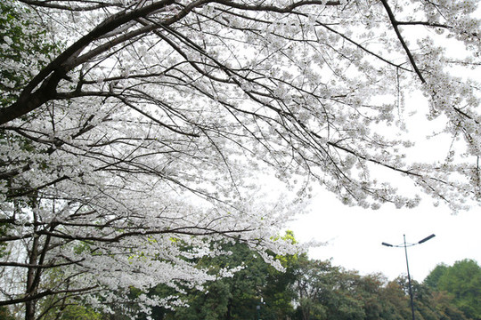 櫻花背景素材