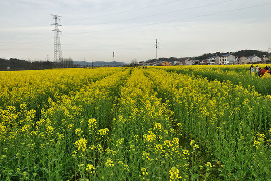 油菜花