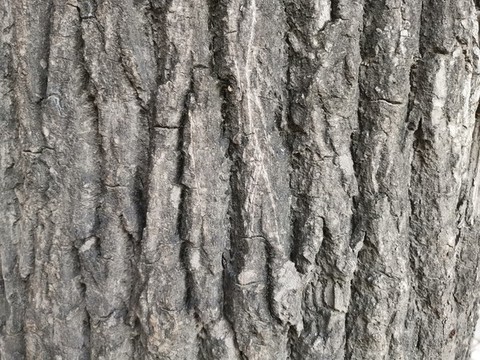 樹皮樹干