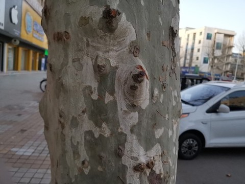 梧桐樹干