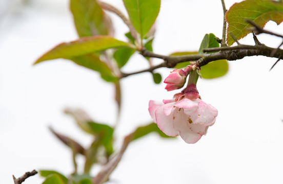 木瓜花