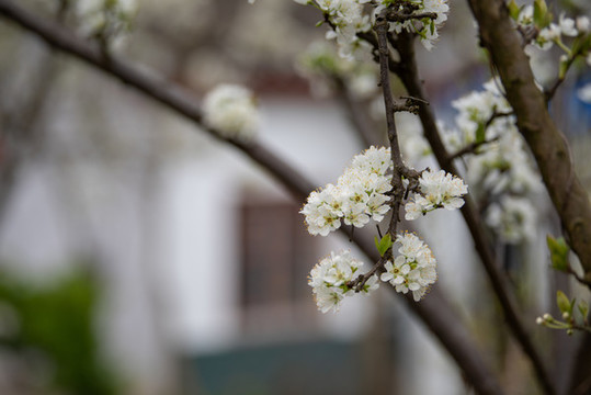 李子花
