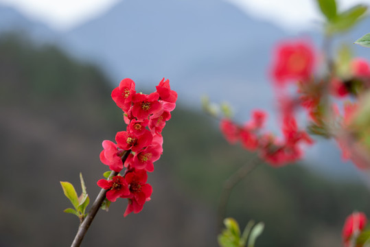 木瓜花