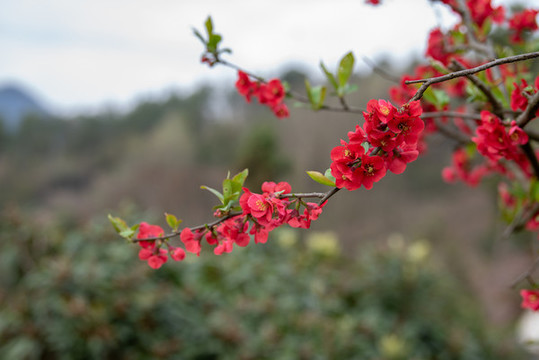 木瓜花