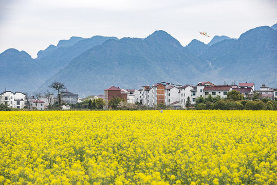 油菜花田風(fēng)光