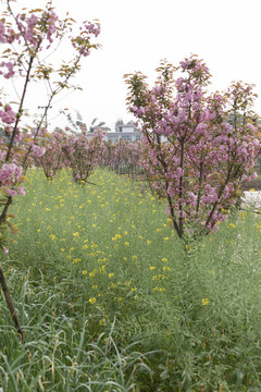 陌上櫻花