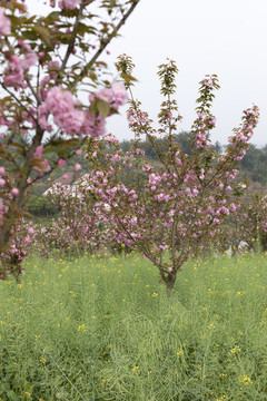 陌上櫻花