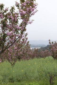 陌上櫻花