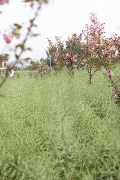 陌上櫻花
