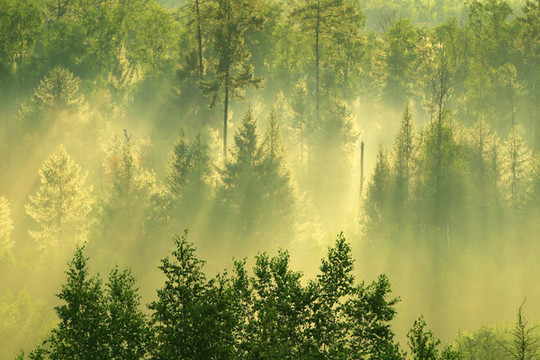 茂密树林雨后雾气阳光